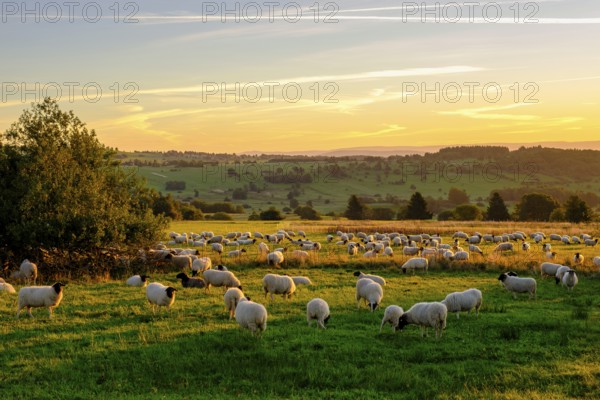 Rhön sheep, flock of sheep, sheep, sunrise, Hochrhön road, UNESCO biosphere reserve, near Hausen, Rhön, Bavarian Rhön, Rhön, Lower Franconia, Bavaria, Germany, Europe