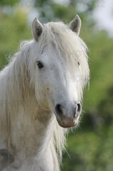 Camargue horse, portrait, Camargue, Provence, South of France