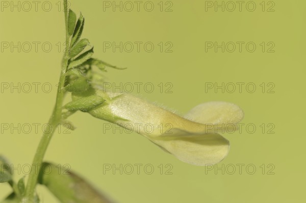 Hybrid vetch or hairy yellow vetch (Vicia hybrida), flower, Provence, southern France