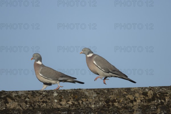 Wood pigeon (Columba palumbus) two adult birds with one chasing the other during their courtship display on an urban rooftop, England, United Kingdom, Europe