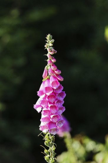 Common foxglove (Digitalis purpurea), flowers, from the plantain family, highly toxic, deadly poisonous plant, Wilnsdorf, North Rhine-Westphalia, Germany, Europe