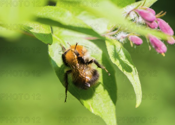 A furry hairy bumblebee (Bombus pascuorum) preens itself and makes funny contortions, symbolic for morning exercise, yoga, early morning exercise, wild bee sitting on a green leaf next to pink-coloured flowers, green background, macro shot, close-up, Lower Saxony, Germany, Europe