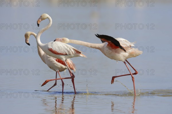 Greater flamingos (Phoenicopterus roseus) fighting, Camargue, Provence, southern France