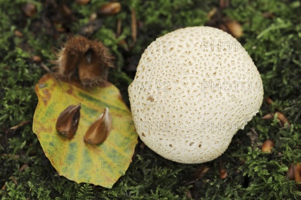 Common earthball (Scleroderma citrinum) and beech leaf (Fagus sylvatica) with beechnuts, North Rhine-Westphalia, Germany, Europe