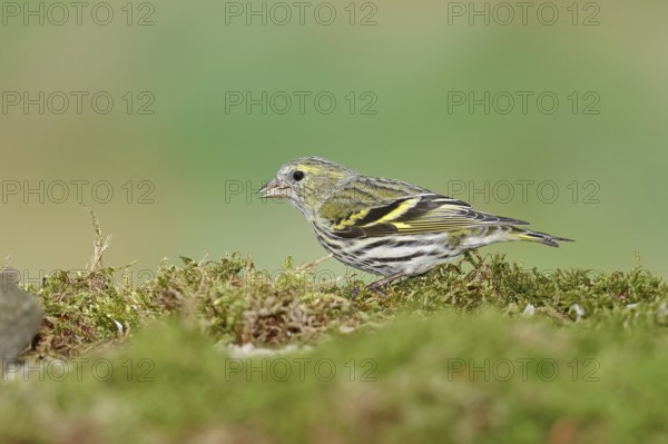 Eurasian siskin (Carduelis spinus), female sitting on moss, mossy ground, Wilnsdorf, North Rhine-Westphalia, Germany, Europe