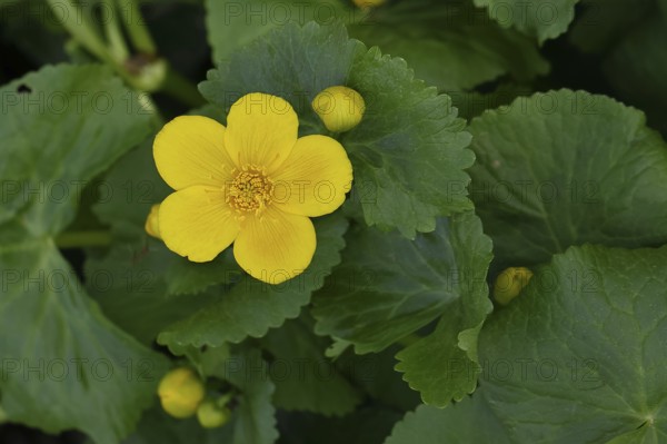 Marsh marigold (Caltha palustris), yellow flower, close-up, Wilnsdorf, North Rhine-Westphalia, Germany, Europe