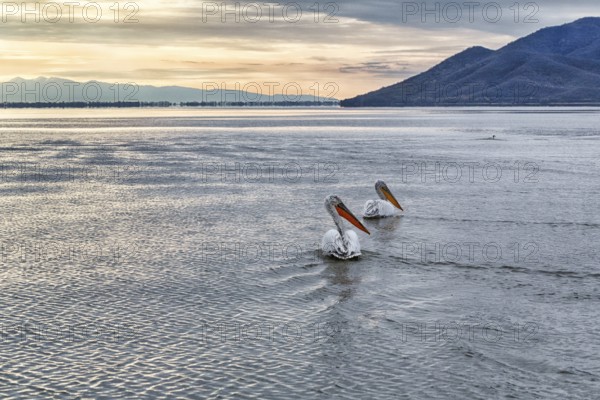 Two Dalmatian pelicans (Pelecanus crispus) swimming in Lake Kerkini, Lake Kerkini, sunrise, Central Macedonia, Greece, Europe