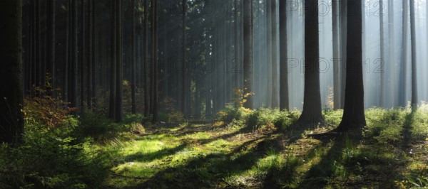 Panorama, spruce forest in autumn with fog, sun shining through the tree trunks, Harz foreland, Saxony-Anhalt, Germany, Europe