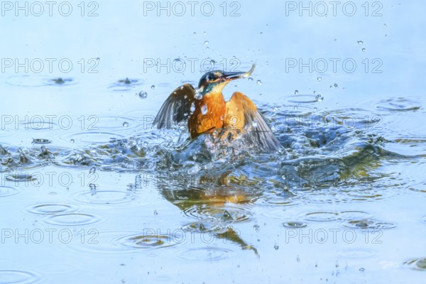 Common kingfisher (Alcedo atthis) flying out of the water after hunting fish, wildife, Catalonia, Spain, Europe