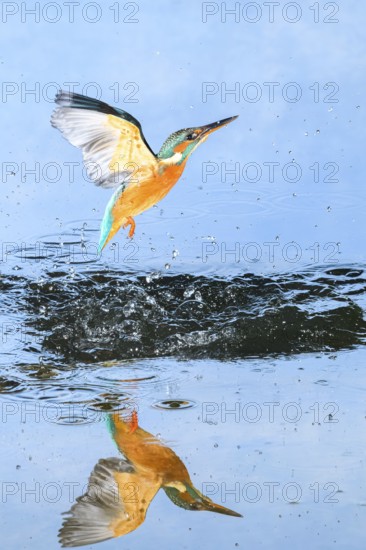 Common kingfisher (Alcedo atthis) flying out of the water after hunting fish, wildife, Catalonia, Spain, Europe