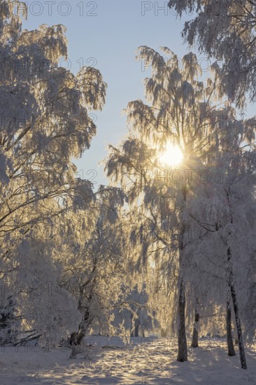 Sunbeams shining through the tree branches in a forest with frost and snow in a beautiful winter landscape