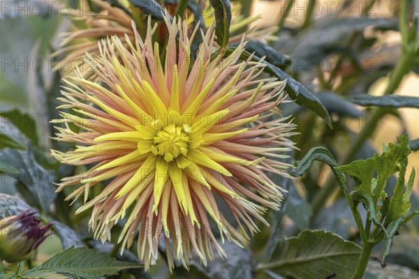 Cabana Banana Cactus Dahlias blooming in a public garden. Close-up dahlias, daylight. Selestat, Bas Rhin, Alsace, France, Europe