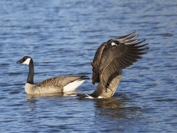 Canada Geese (Branta canadensis), a pair on a lake, the male or gander standing up in the water and flapping its wings, Hesse, Germany, Europe