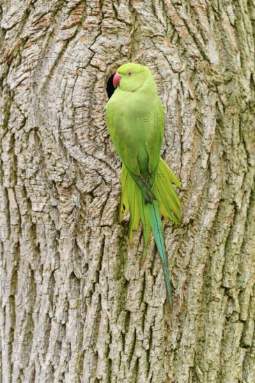 Green collared parakeet (Psittacula krameri), at the nesting cavity of a tree, Baden-Württemberg, Germany, Europe