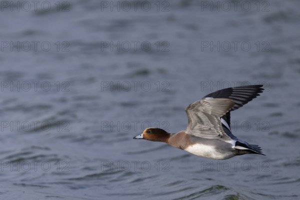 European wigeon (Mareca penelope), Texel, Netherlands