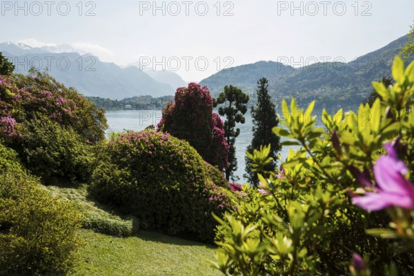 Botanical garden, spring, Villa Carlotta, Tremezzo, Province of Como, Lake Como, Lago di Como, Lombardy, Italy, Europe