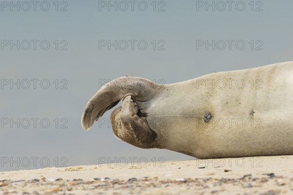 Grey seal (Halichoerus grypus) adult animal close up of its hind flippers, Norfolk, England, United Kingdom, Europe