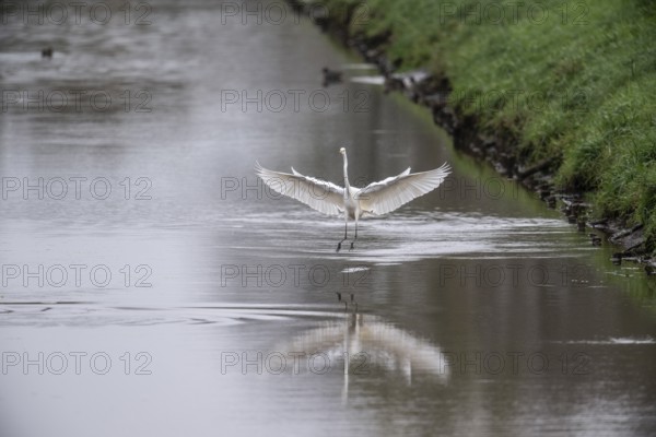 Great White Egret (Ardea alba), Emsland, Lower Saxony, Germany, Europe