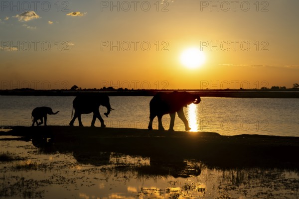 3 elephants, Loxodonta africana, walking along the Chobe River at sunset. The wild animals are a silhouette. The sun goes down with vibrant orange colour in the background. Chobe National Park, Botswana, Africa