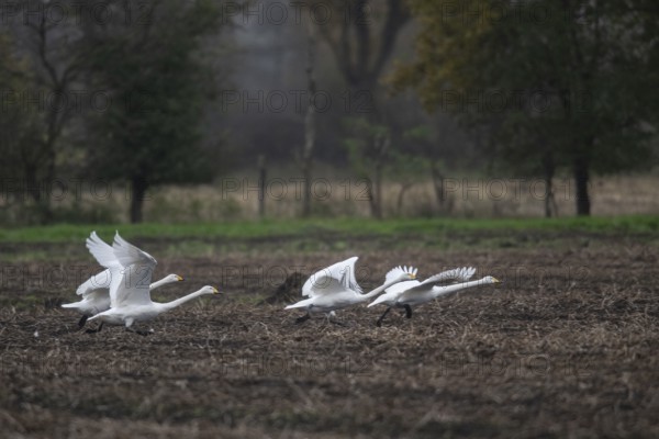 Whooper swans (Cygnus cygnus), flying, Emsland, Lower Saxony, Germany, Europe