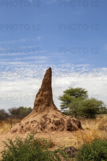 Termite mound, Namibia, Africa