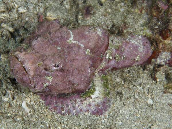 A pink humpback scorpionfish (Scorpaenopsis diabolus) camouflages itself on the sandy seabed, dive site Pidada, Penyapangan, Bali, Indonesia, Asia