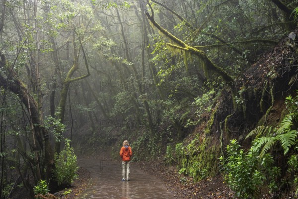 A hiker on a hiking trail in the cloud forest. Trees with moss. Foggy weather. Garajonay National Park, La Gomera, Canary Islands, Spain, Europe