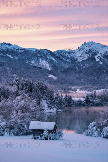 Dawn and sunrise at the wintry Forggensee in a snow-covered winter landscape in the foothills of the Alps in the Allgäu in Bavaria, Germany, Europe