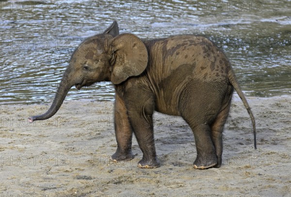 Young african forest elephant (Loxodonta cyclotis) in the Dzanga Bai forest clearing, Dzanga-Ndoki National Park, Unesco World Heritage Site, Dzanga-Sangha Complex of Protected Areas (DSPAC), Sangha-Mbaéré Prefecture, Central African Republic, Africa