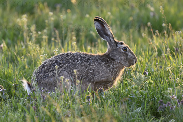 European hare (Lepus europaeus), sitting in meadow, Lake Neusiedl National Park, Seewinkel, Burgenland, Austria, Europe