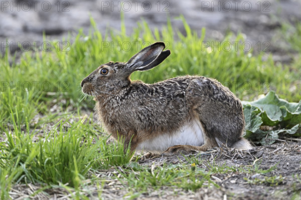 European hare (Lepus europaeus), Lake Neusiedl National Park, Seewinkel, Burgenland, Austria, Europe