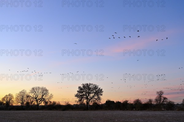 White-fronted goose (Anser albifrons), a flock of wild geese flies at dawn, Lower Rhine, North Rhine-Westphalia, Germany, Europe