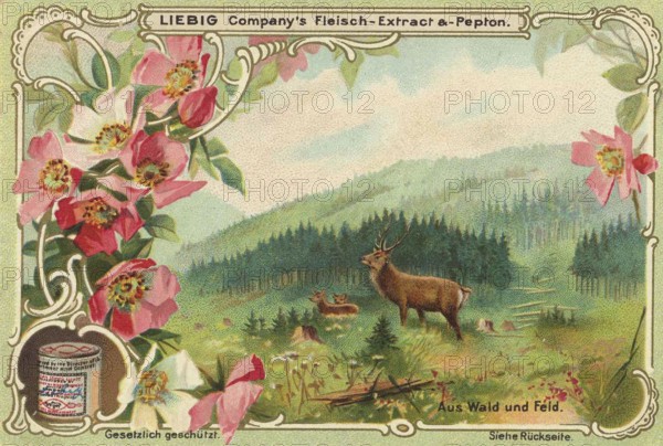 Picture series From woods and meadows, stags, Liebig picture, digitally restored reproduction of a collector's picture from around 1900, public domain, exact date unknown, A stag stands in a flowery clearing with mountains in the background