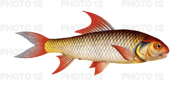 Fish, Fish, Cypranus falcatus, Sickle carp, Historical, digitally restored reproduction from a 19th century original, Record date not stated