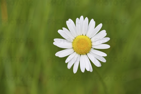 Daisy (Leucanthemum vulgare), flower in a meadow, close-up, macro, Wilnsdorf, North Rhine. Westphalia, Germany, Europe