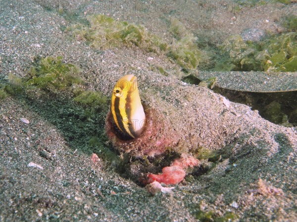 A yellow fish, striped mimicry blenny (Petroscirtes breviceps), shows itself from its hiding place in a bottle, dive site Secret Bay, Gilimanuk, Bali, Indonesia, Asia