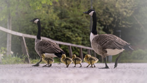 Canada goose chicks (Branta canadensis) four with their parents crossing a gravel path, goose march, background blurred with fence and green bushes, Rombergpark, Dortmund, North Rhine-Westphalia, Germany, Europe