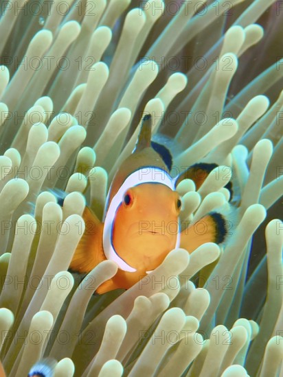 An Ocellaris Clownfish (Amphiprion ocellaris), Nemo, looks curiously between the tentacles of a sea anemone, dive site Twin Reef, Penyapangan, Bali, Indonesia, Asia