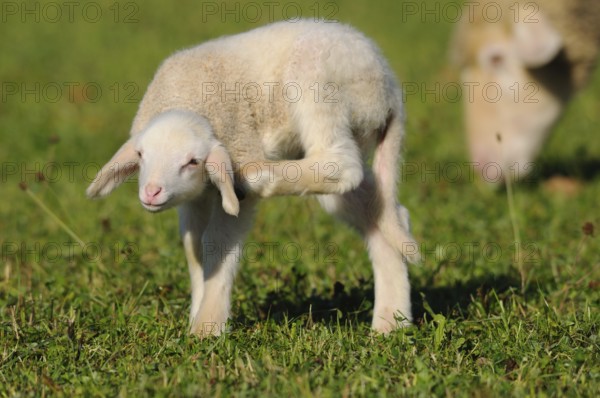 A lamb scratches itself on a green meadow while another sheep stands in the background, domestic sheep (Ovis orientalis aries), Bavaria