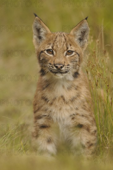 A small lynx stands in a meadow, its eyes curious and alert, Carpathian lynx (Lynx lynx carpathicus), Bavarian Forest National Park, Bavaria