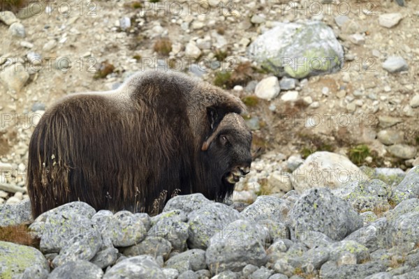 Musk ox (Ovibos moschatus) standing between large rocks, Dovrefjell-Sunndalsfjella National Park, Norway, Europe