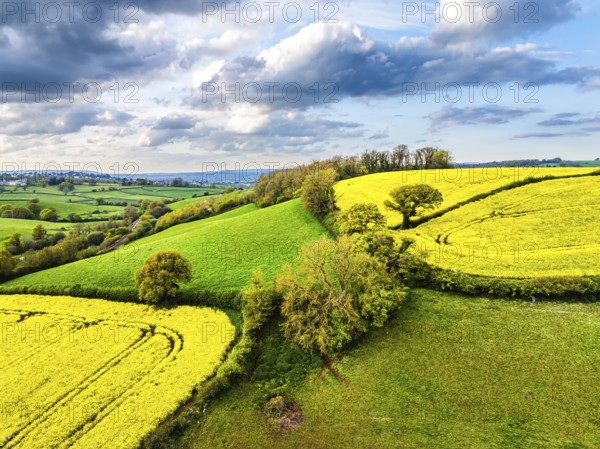 Rapeseed fields and farms from a drone, Torquay, Devon, England, United Kingdom, Europe