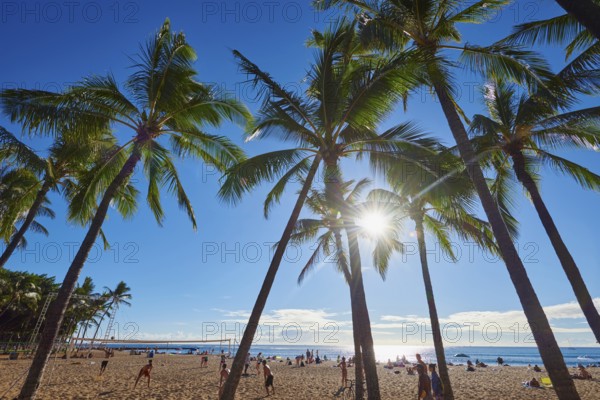 Landscape of palm trees at the Kuhio Beach, Honolulu, Hawaiian Island Oahu, O?ahu, Hawaii, Aloha State, United States, North America