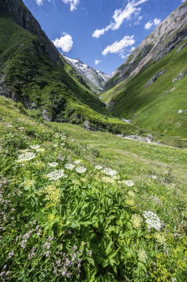 Flower meadow in Umbaltal, Venediger Group, Hohe Tauern National Park, East Tyrol, Tyrol, Austria, Europe