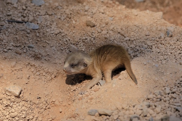 Little Earthling (Suricata suricatta), young animal, newborn, baby