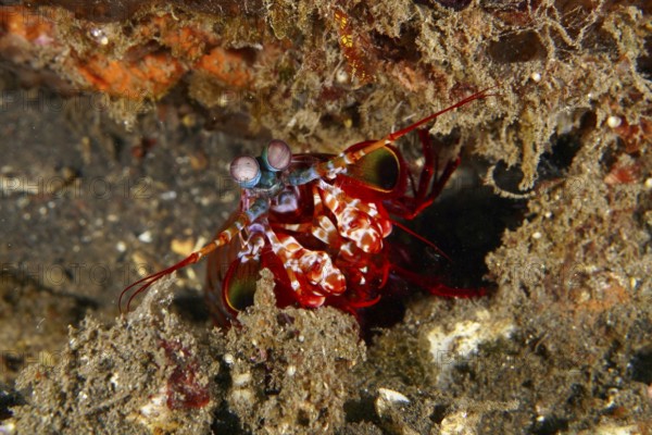 Clown mantis shrimp (Odontodactylus scyllarus) with distinctive eyes hiding in the seabed, dive site USAT Liberty, Tulamben, Bali, Indonesia, Asia