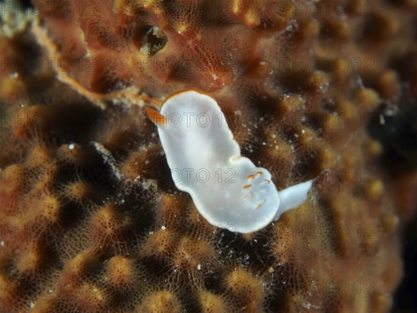 Transparent, white nudibranch with orange accents, yellow nudibranch (Ardeadoris angustolutea), on coral surface, dive site Twin Reef, Penyapangan, Bali, Indonesia, Asia