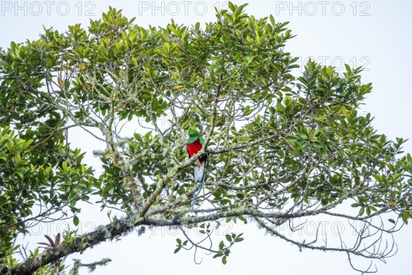 Quetzal (Pharomachrus mocinno) sitting on a tree in the cloud forest, Parque Nacional Los Quetzales, Costa Rica, Central America