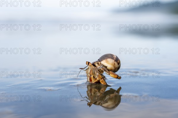 Pacific hermit crab (Coenobita compressus) in the water on a sandy beach with reflection, Corcovado National Park, Osa Peninsula, Puntarena Province, Costa Rica, Central America