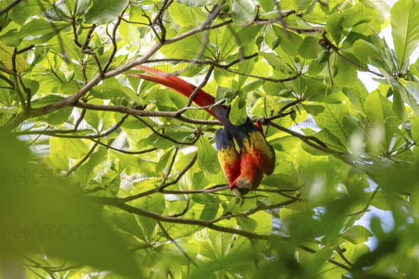 Scarlet Macaw (Ara macao) in catappa tree (Terminalia catappa), Corcovado National Park, Osa, Puntarena Province, Costa Rica, Central America